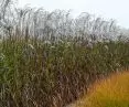 matecznik w szkółce — Miscanthus sinensis Rosi