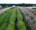 Nursery bed — from left: Miscanthus sinensis 'Strictus', Panicum virgatum 'Northwind', Miscanthus sinensis 'Buraczok'