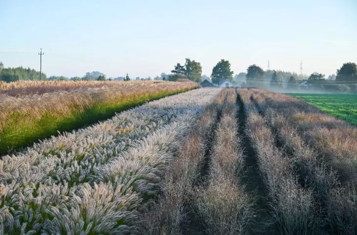 nursery stock — Pennisetum alopecuroides 'Hameln' and Panicum virgatum 'Nosferatu' PBR