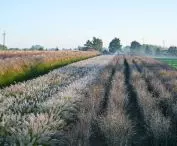 matecznik w szkółce — Pennisetum alopecuroides Hameln i Panicum virgatum Nosferatu PBR
