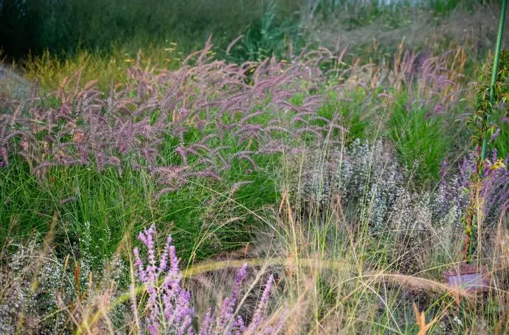 show garden — Pennisetum orientale 'Robustus'