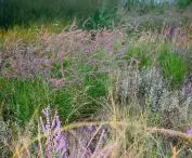 show garden — Pennisetum orientale 'Robustus'