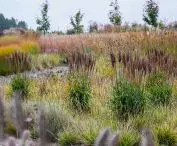 ogród pokazowy w październiku — Miscanthus sinensis Piccolo Rubino PBR i Sesleria autumnalis
