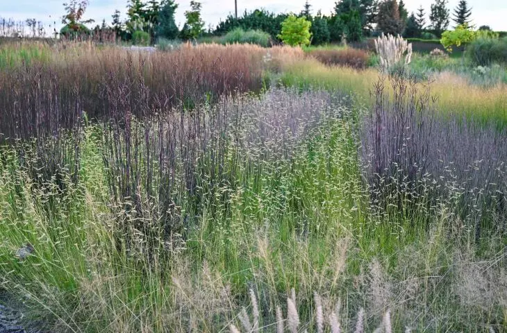 show garden — Bouteloua gracilis 'Blonde Ambition' and Andropogon gerardii 'Blackhawks' PBR
