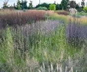 show garden — Bouteloua gracilis 'Blonde Ambition' and Andropogon gerardii 'Blackhawks' PBR
