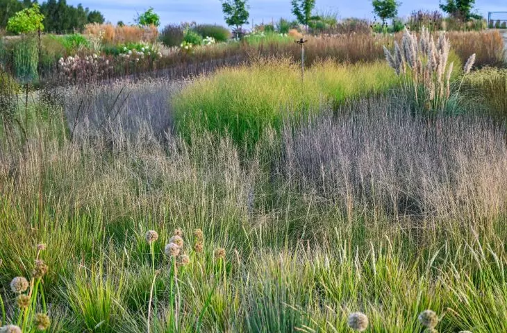 show garden — Sesleria autumnalis, Sporobolus airoides, and Panicum virgatum 'JS Buffalo Green' PBR