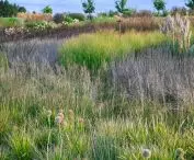ogród pokazowy — Sesleria autumnalis, Sporobolus airoides i Panicum virgatum JS Buffalo Green PBR