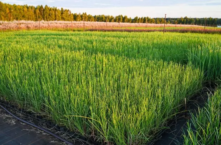 seedling — Miscanthus sinensis 'Milos' in a P9 container