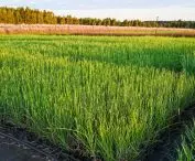 seedling — Miscanthus sinensis 'Milos' in a P9 container