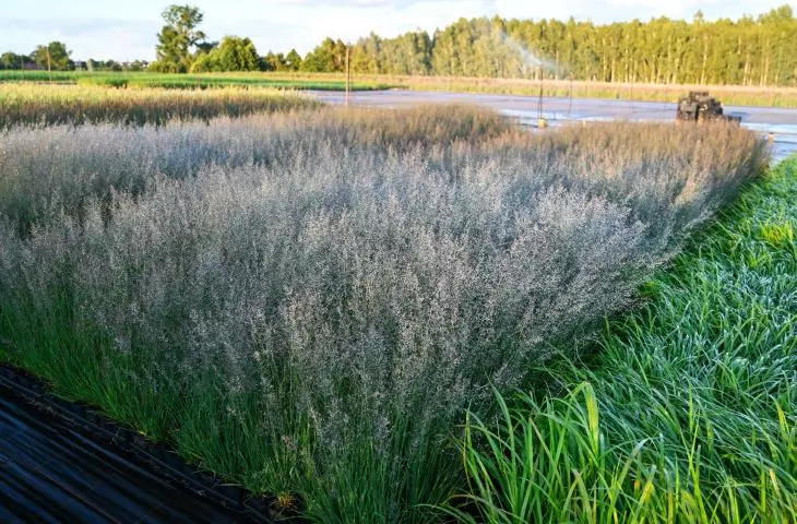 nursery — Molinia caerulea 'Banshee' PBR in a P9 container