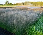 nursery — Molinia caerulea 'Banshee' PBR in a P9 container