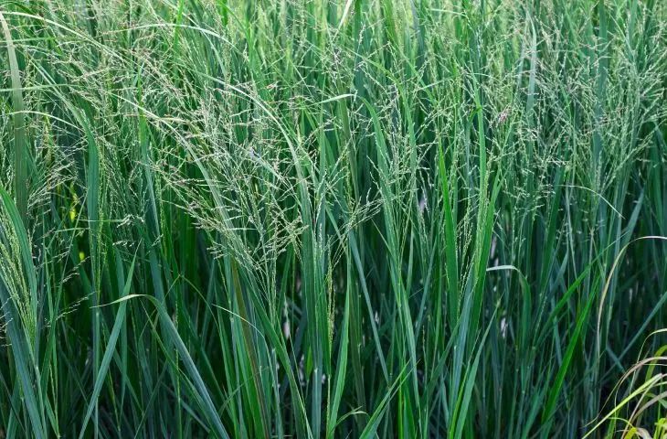 nursery — Panicum virgatum 'Northwind' in a container