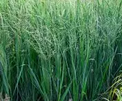 nursery — Panicum virgatum 'Northwind' in a container