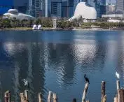Shenzhen Bay Culture Square projektu MAD