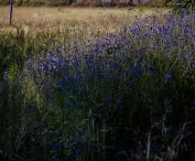 Serenity Park w Mysłowicach