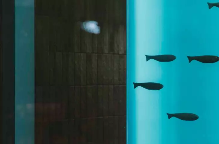 ceramic fish shoal hanging on an illuminated glass cube placed in the corner display case of the restaurant