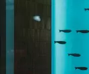ceramic fish shoal hanging on an illuminated glass cube placed in the corner display case of the restaurant