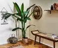 Greenery has become an extremely important part of our interiors