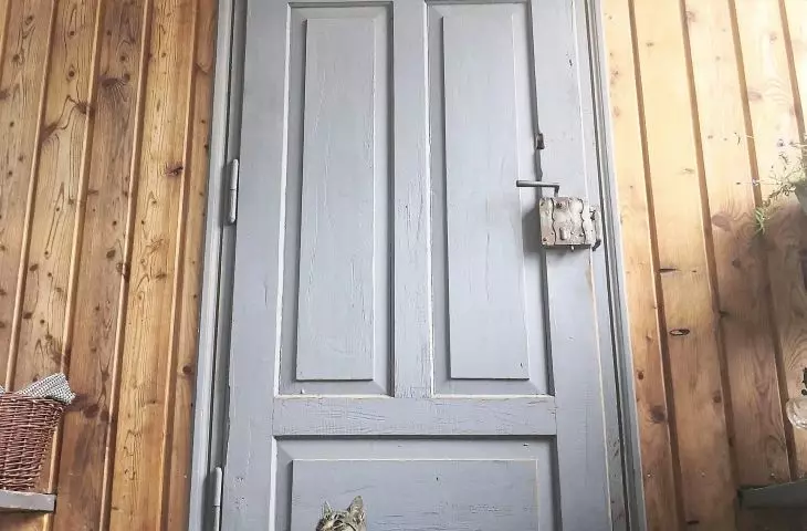 Na skraju lasu mieszka też kot