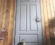 Na skraju lasu mieszka też kot
