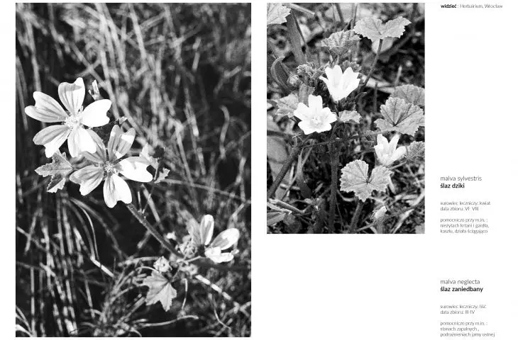 Herbarium card - wild hemlock