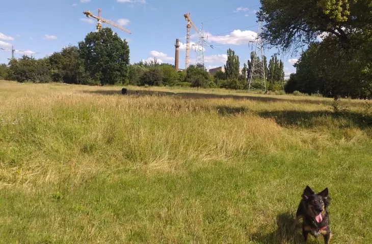 Miejska łąka jako dzieło przypadku.