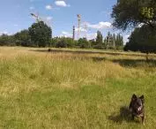 Miejska łąka jako dzieło przypadku.