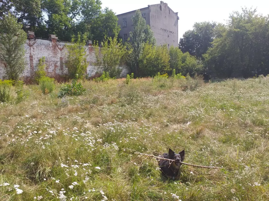 Jedna
z niezabudowanych działek na Starym Polesiu.