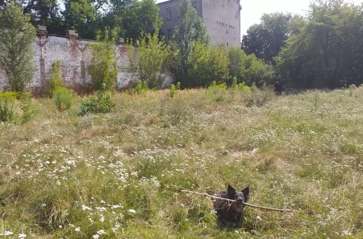 Jedna z niezabudowanych działek na Starym Polesiu.