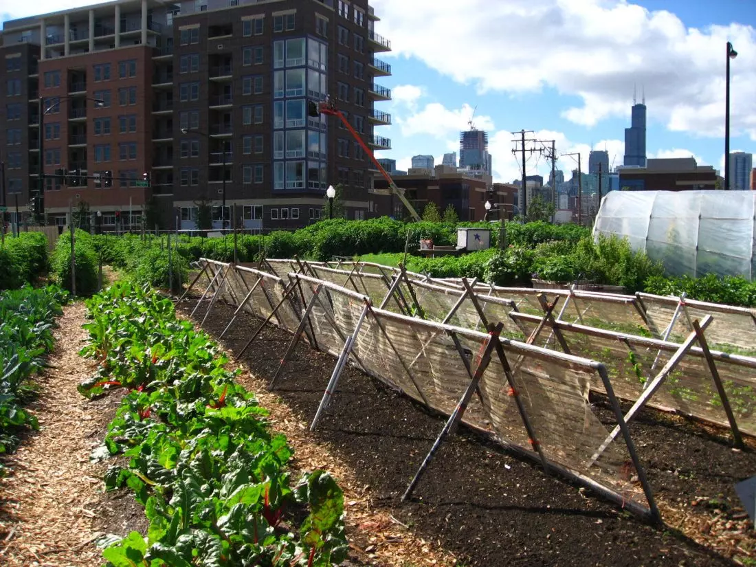 miejska farma
w Chicago
