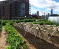 urban farm in Chicago 