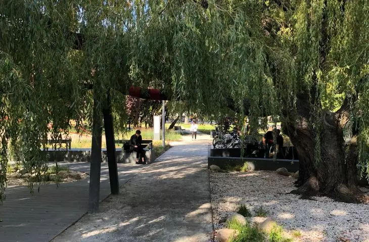 Preserved old willow tree in Central Park in Gdynia