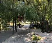 Preserved old willow tree in Central Park in Gdynia