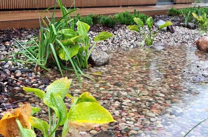 Rain garden
