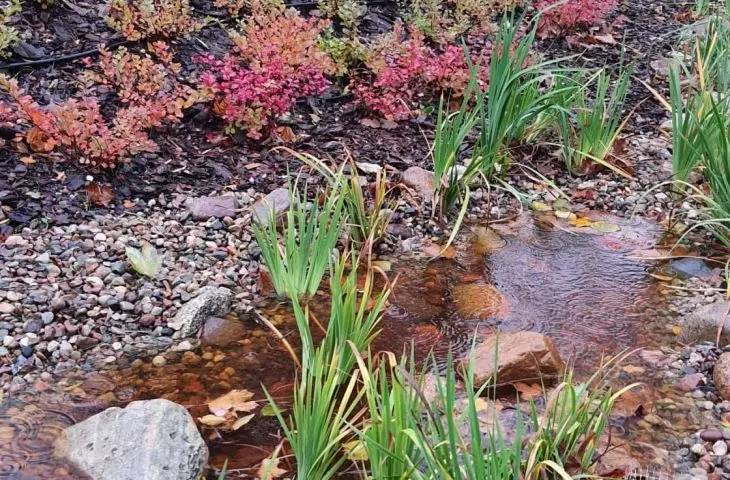 Rain garden