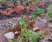 Rain garden