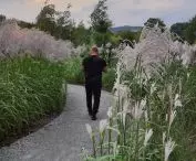 Paths on solid ground planted with tall grasses
