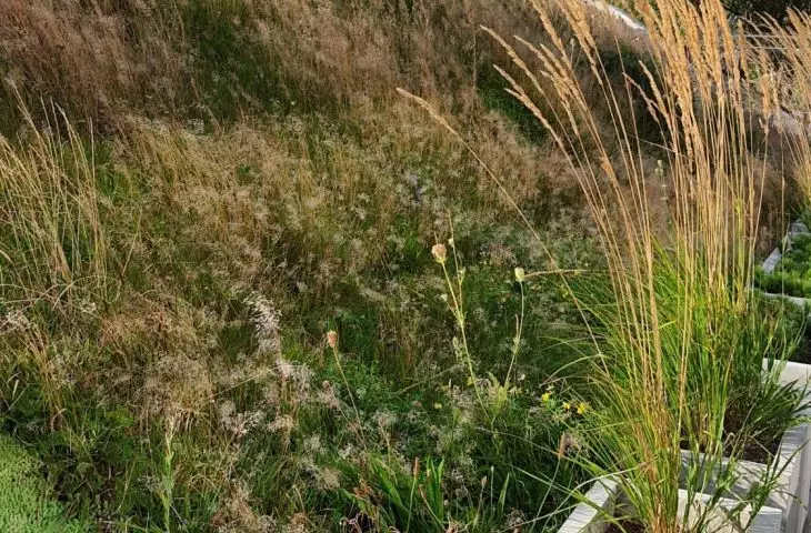 Vegetation also in pots