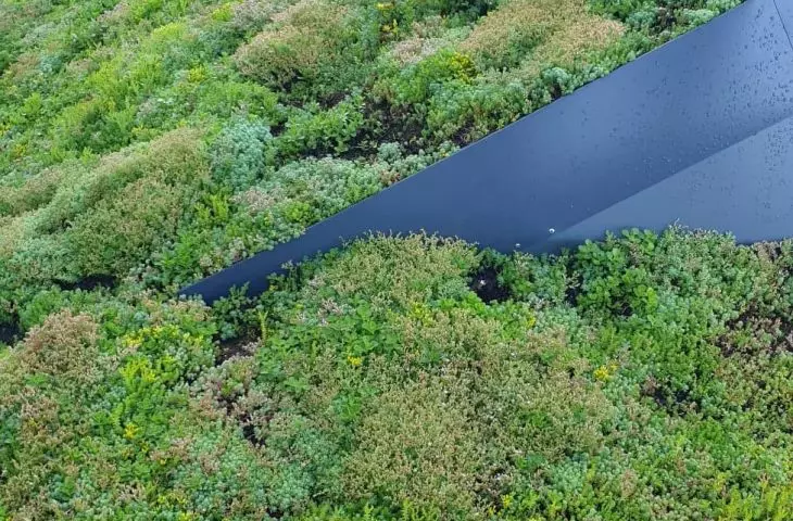 Close-up of vegetation covering the green roof