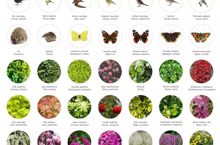 plants, insects, birds and small animals found in the park