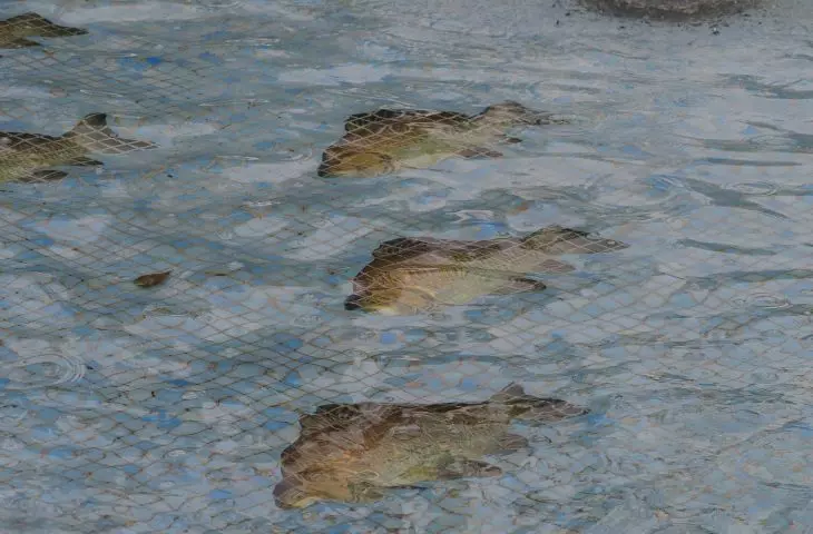 mosaic on the bottom of the fountain