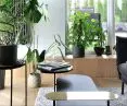 greenery in the living room