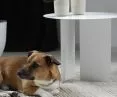 TOOGO table and dog