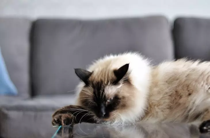 One of the four-legged household members