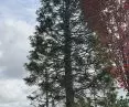 Trees in the city