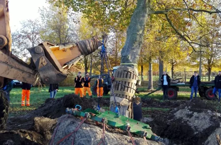 Drzewa w mieście