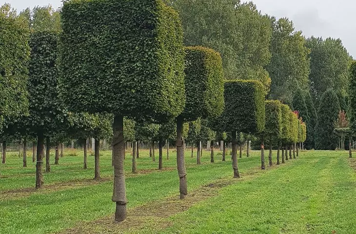 Drzewa w mieście