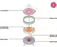Pavilion construction diagram
