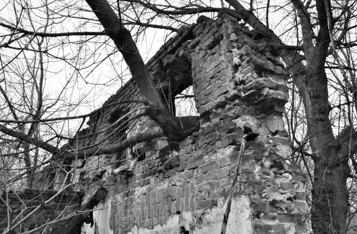 Trees growing in the ruins