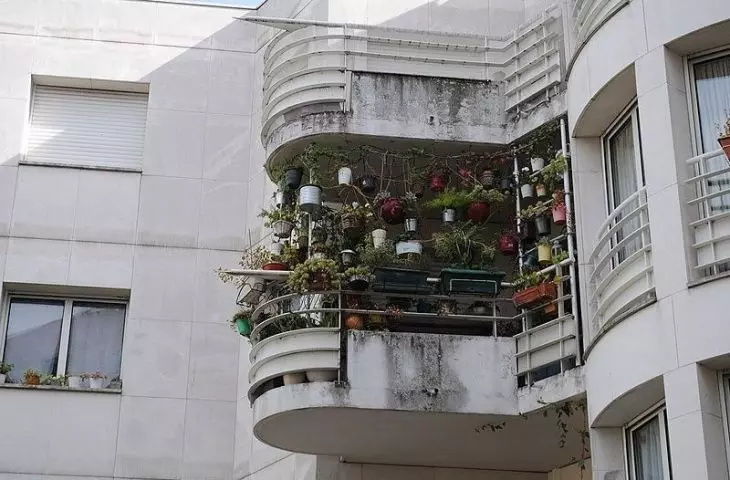 Growing plants on the balcony